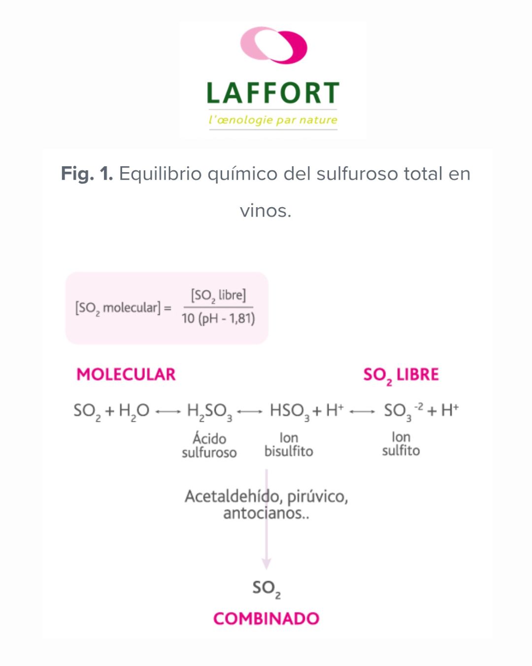 FERMENTACIÓN ALCOHÓLICA DEL VINO